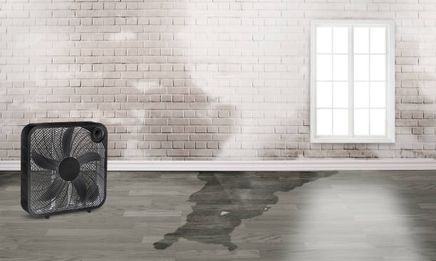 Best Local water damage restoration  in Cajahs Mountain, NC